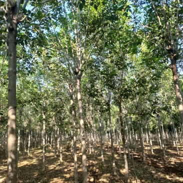 白蜡树，老白蜡，8-20公分，货源充足，价格便宜，易成活