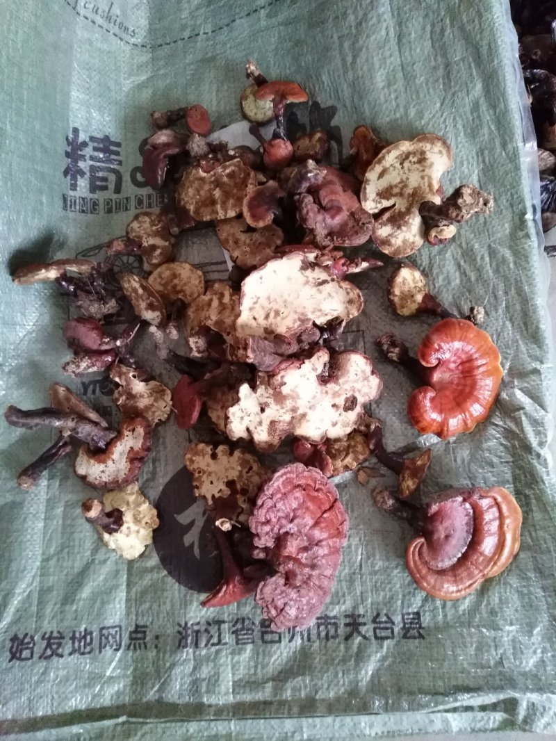 【热卖】灵芝纯野生灵芝赤灵芝深山生长包邮