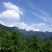 【热卖】灵芝纯野生灵芝赤灵芝深山生长包邮