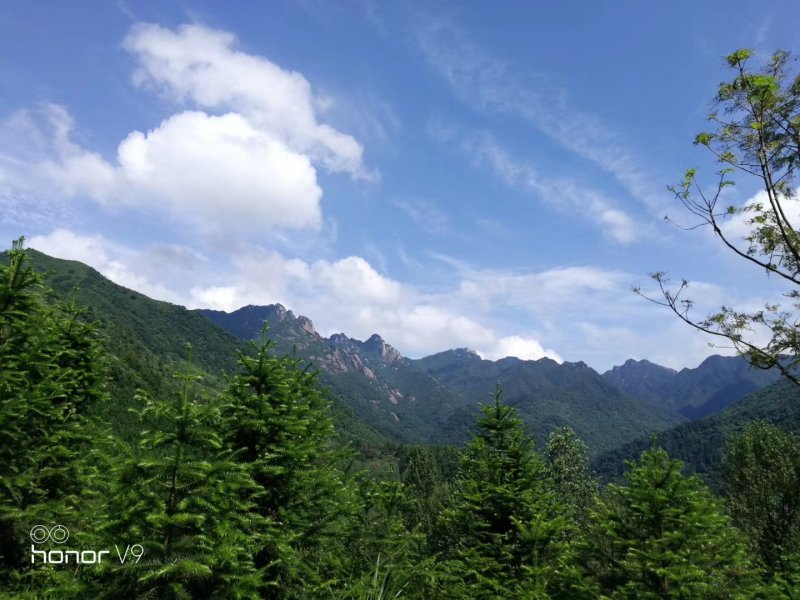 【热卖】灵芝纯野生灵芝赤灵芝深山生长包邮