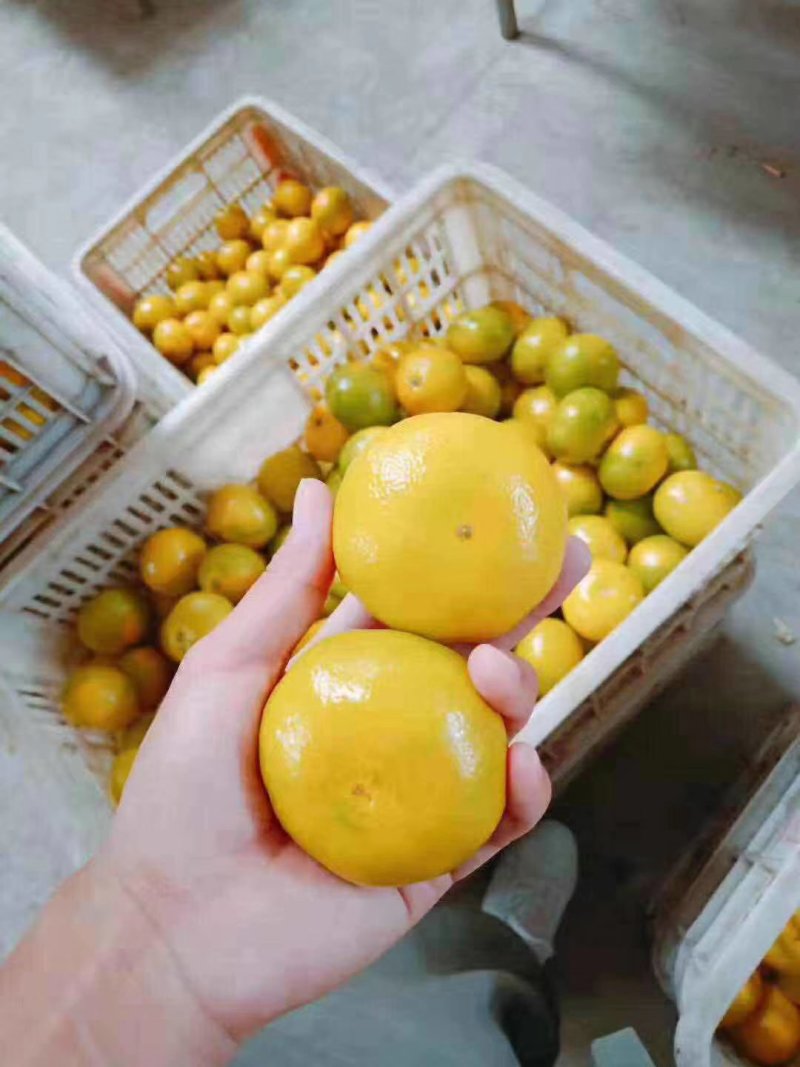 柑桔蜜橘湖北宜昌特早蜜桔果园看货订货诚信经营