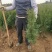 基地直销带营养杯侧柏苗，成活率高，荒山造林，陵园绿化专用