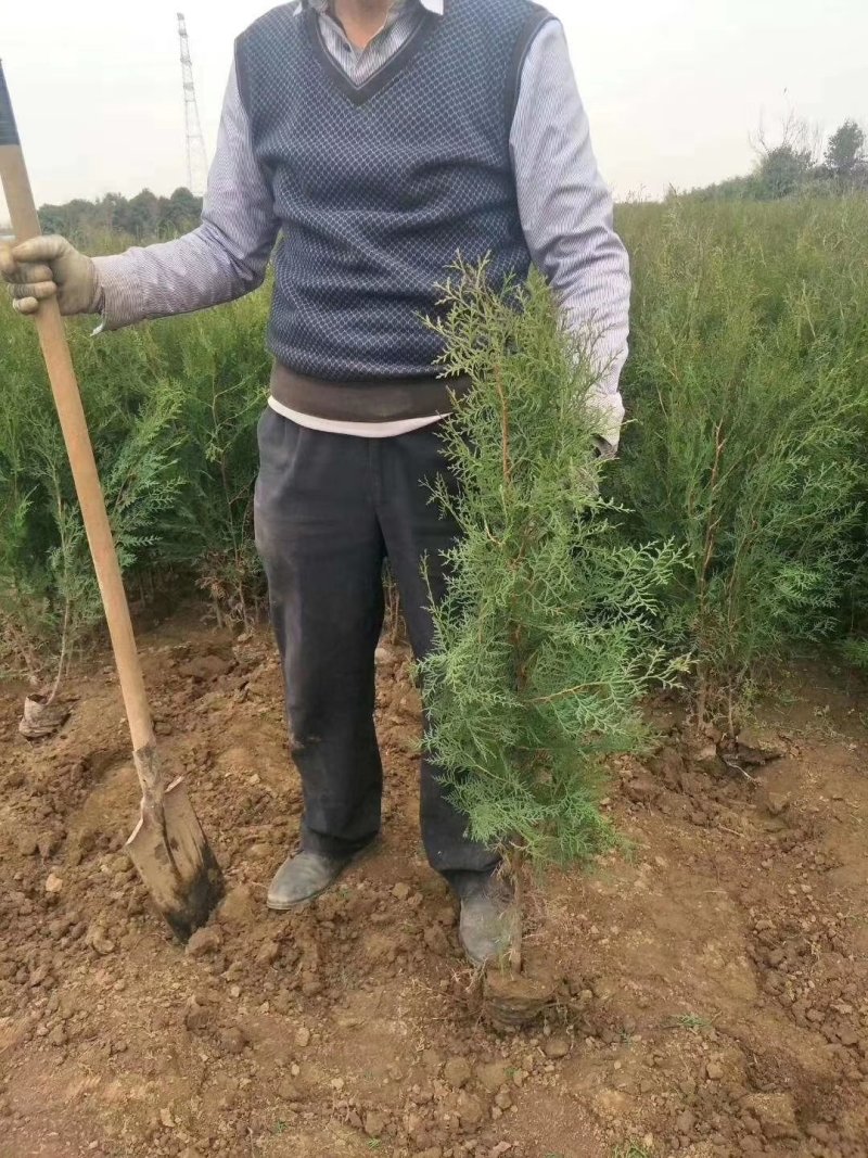 基地直销带营养杯侧柏苗，成活率高，荒山造林，陵园绿化专用