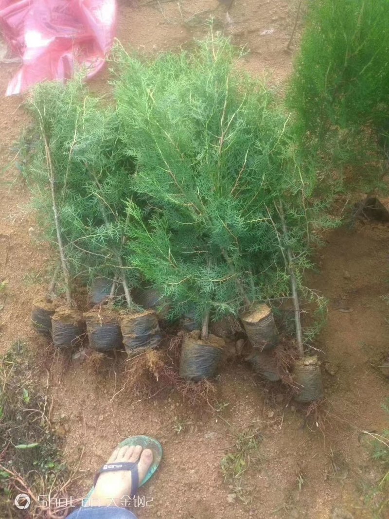 基地直销带营养杯侧柏苗，成活率高，荒山造林，陵园绿化专用