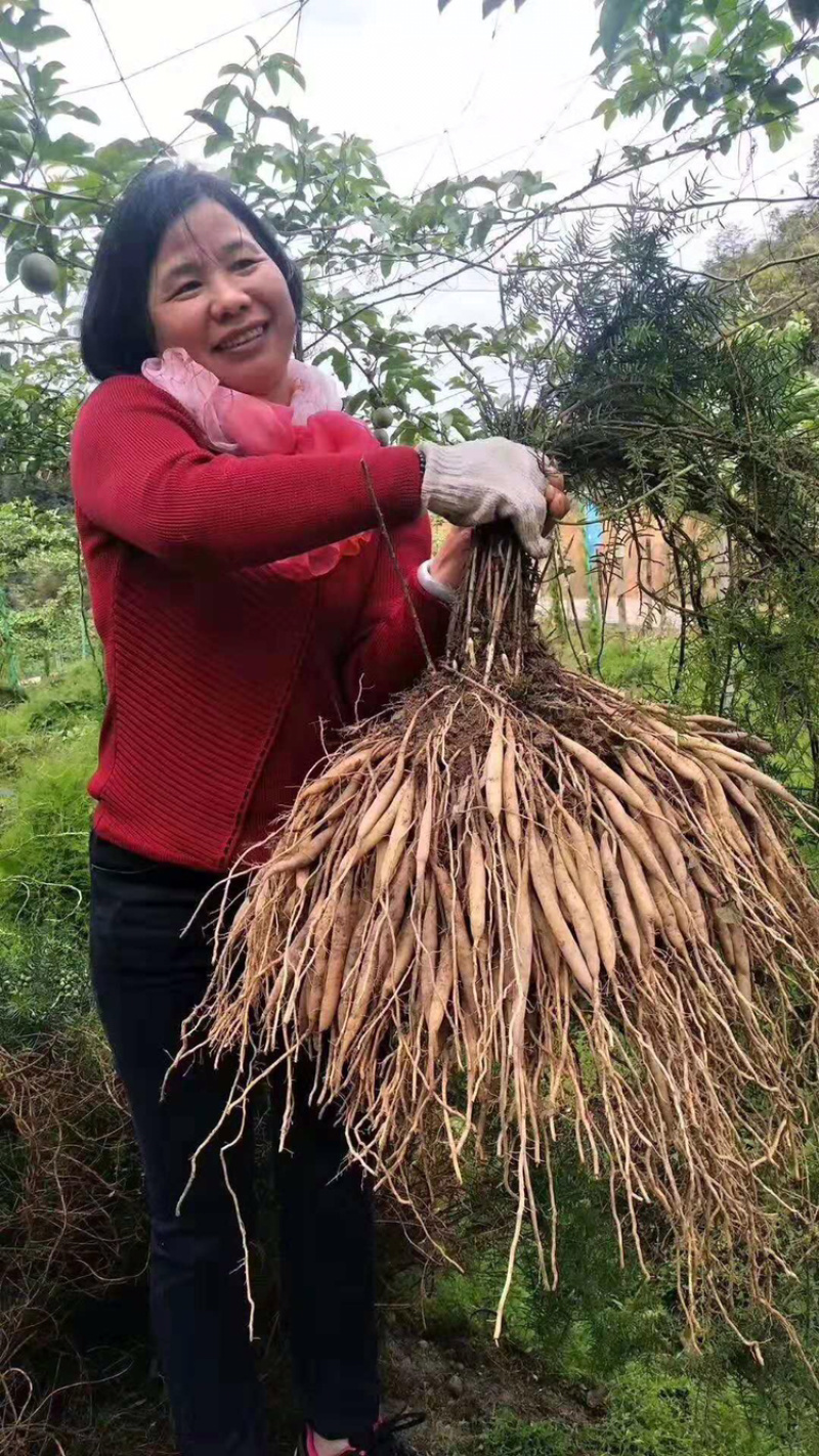 大量供应优质高产天冬苗、天冬种植基地