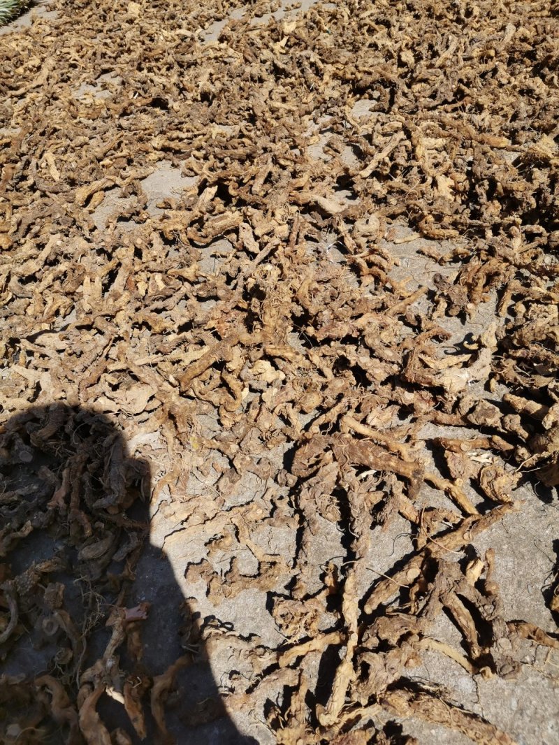 野生黄精，大别山高含量野生黄精统货