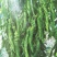 线椒