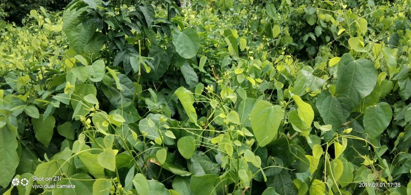 赤苍藤~龙须菜/姑娘菜广西野菜品质保证量大从优欢迎咨询