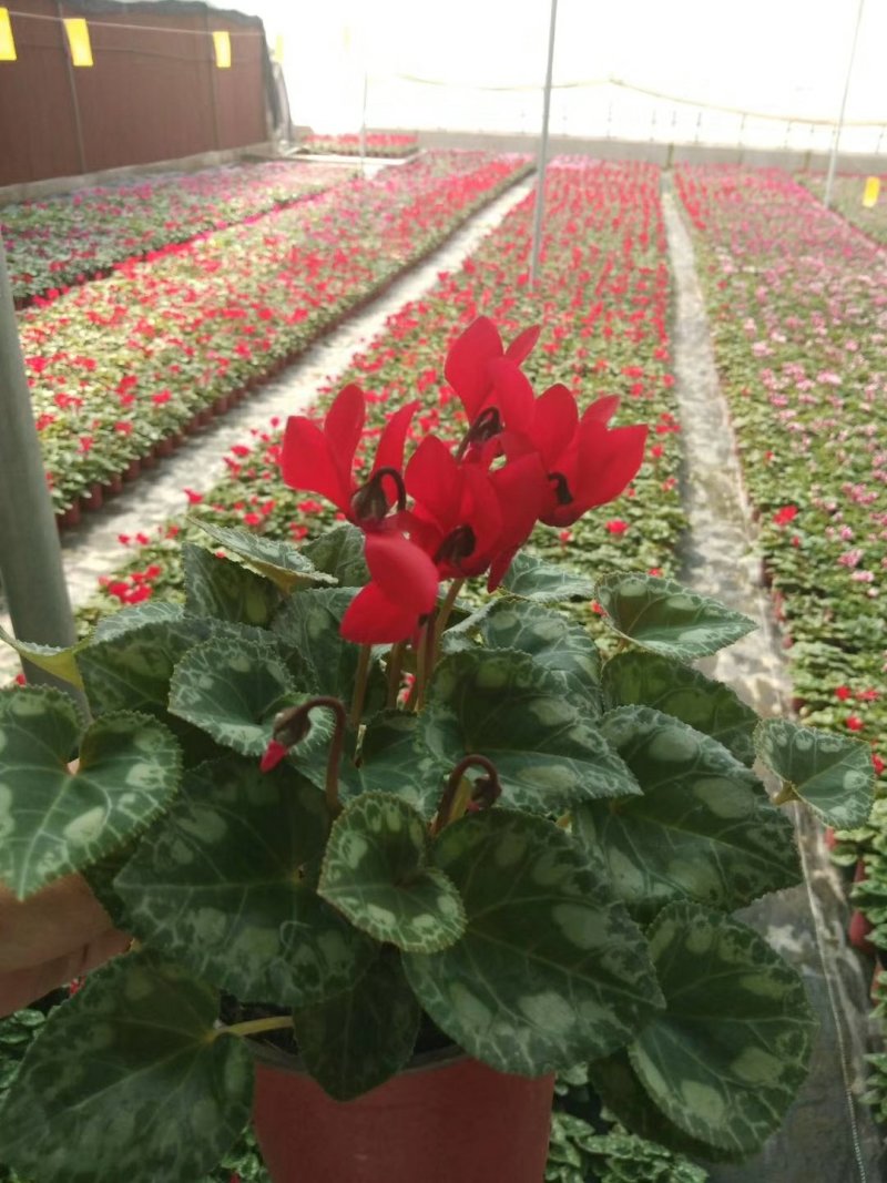 仙客来大量有货一手货源欢迎实地看货产地直发