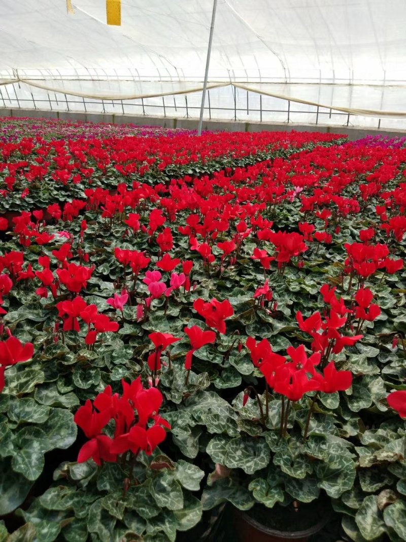 仙客来大量有货一手货源欢迎实地看货产地直发