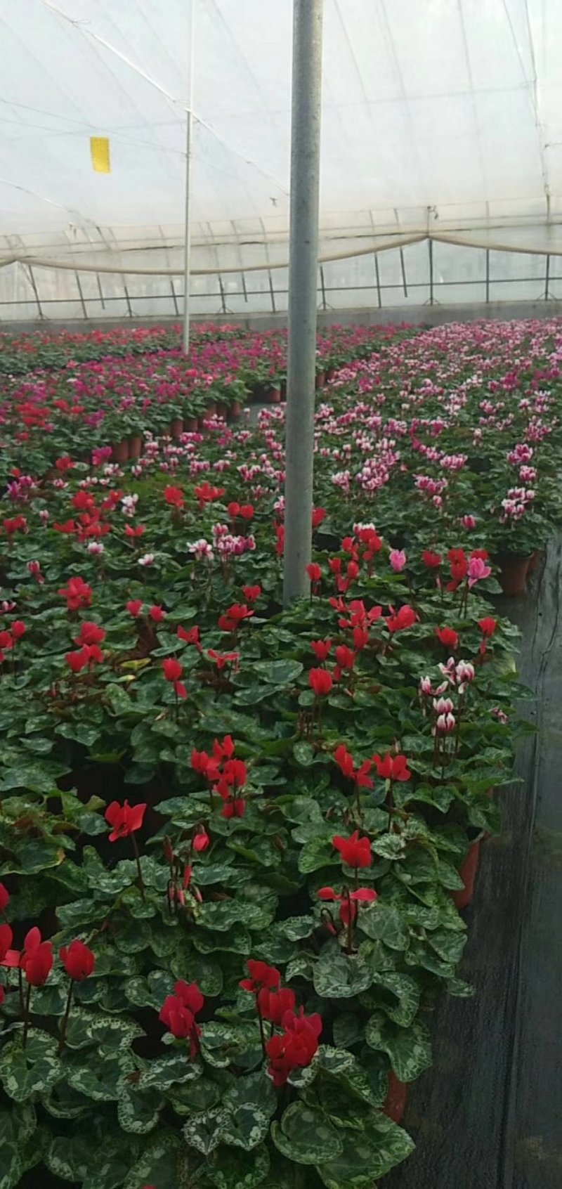 仙客来大量有货一手货源欢迎实地看货产地直发