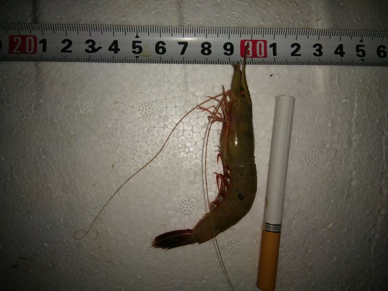 剑虾