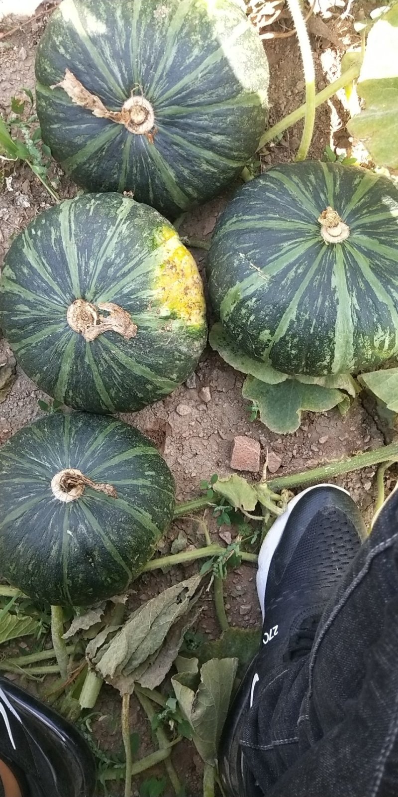 绿南瓜，5千亩基地爱比斯南瓜，货到质量不好，全额退款。
