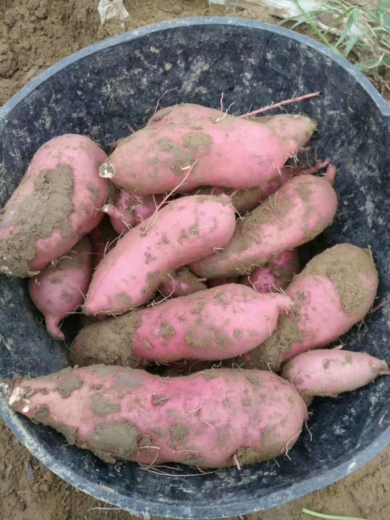 优质红薯