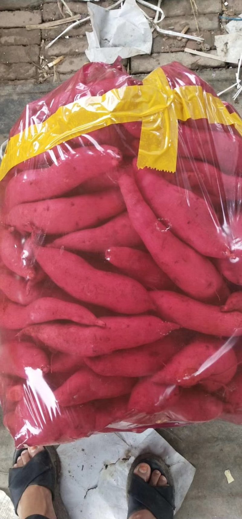 优质红薯