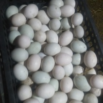 鲜鸭蛋，大小规格，常年供应，保质保量
