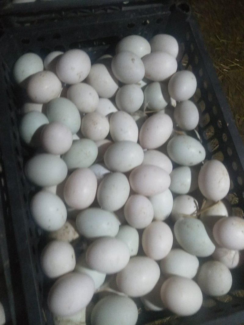 鲜鸭蛋，大小规格，常年供应，保质保量