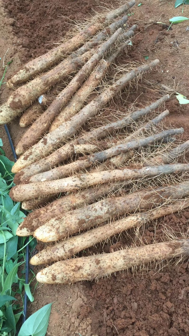 山药广西优质淮山，好卖又好看。自家种的大量供应。