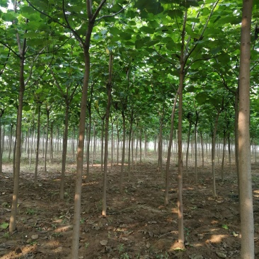 梓树、梓树苗、八公分梓树、七公分梓树，基地直营，量大从优