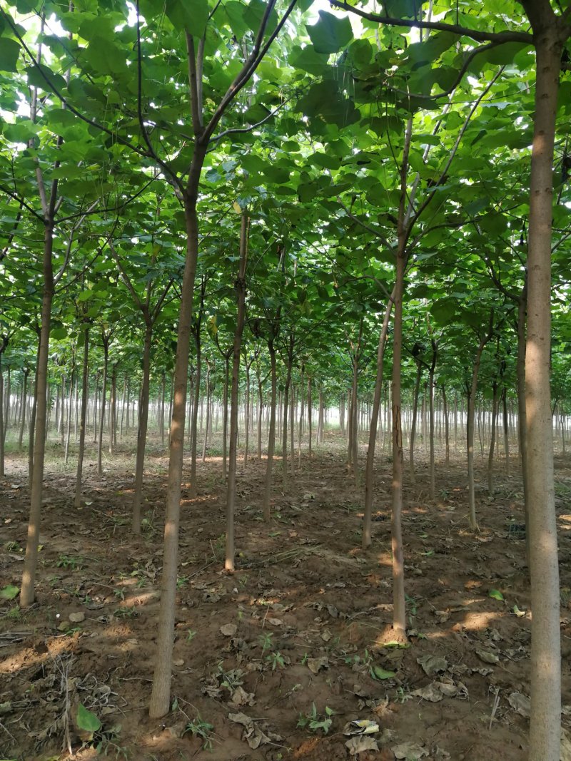 梓树、梓树苗、八公分梓树、七公分梓树，基地直营，量大从优