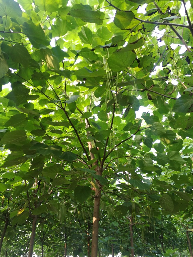 梓树、梓树苗、八公分梓树、七公分梓树，基地直营，量大从优