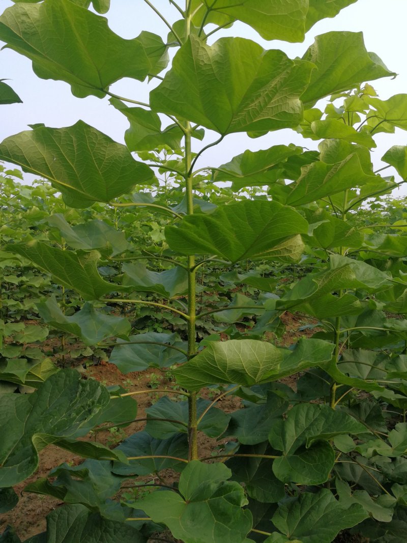 梓树、基地直营、规格齐全、精品梓树，梓树小苗