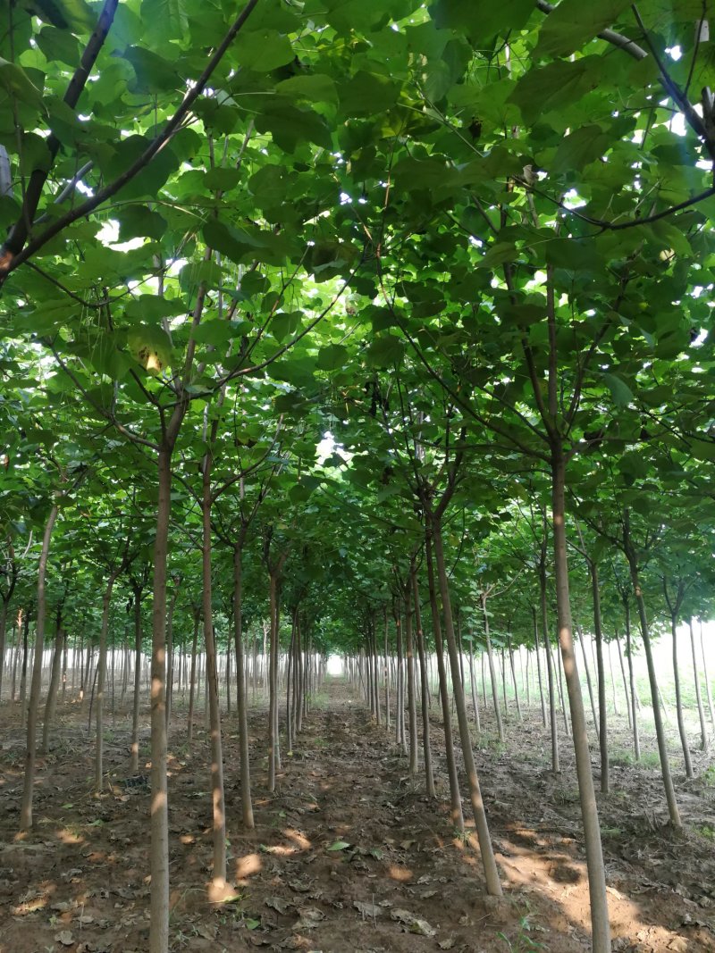 梓树、基地直营、规格齐全、精品梓树，梓树小苗