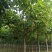 梓树、基地直营、规格齐全、精品梓树，梓树小苗