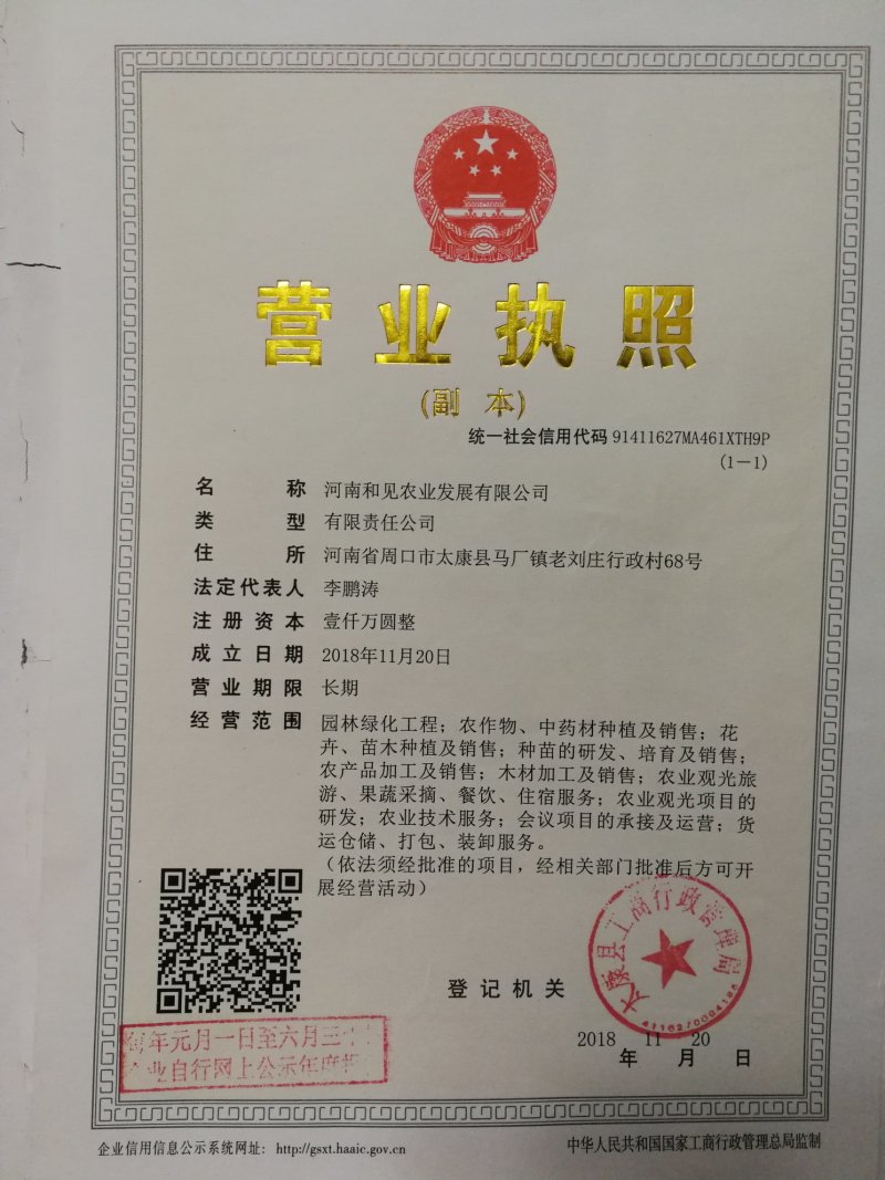 梓树、梓树小苗、三到十五公分梓树、优质梓树、规格齐全、产