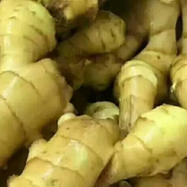 大黄姜