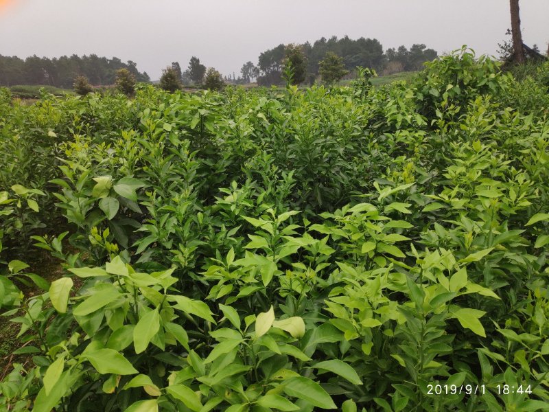 爱媛38号3年苗60~100cm