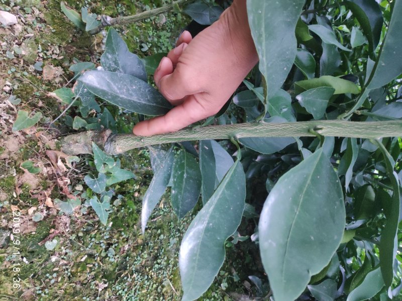 爱媛38号3年苗60~100cm
