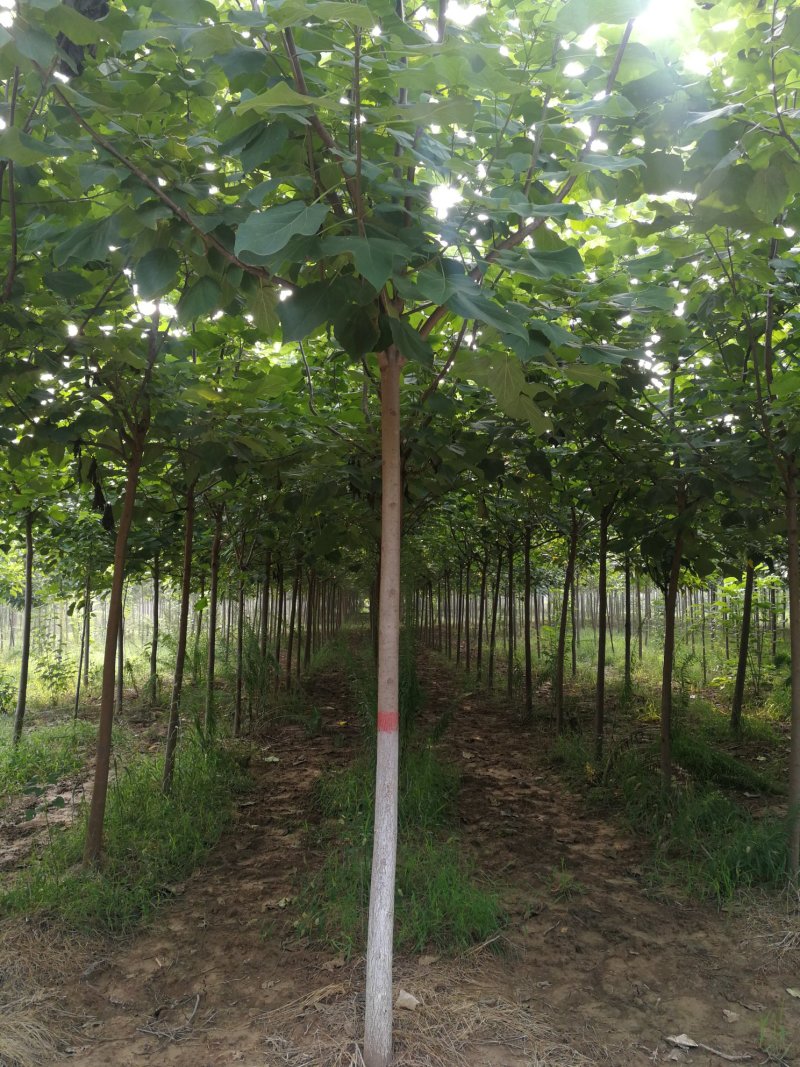 梓树、梓树小苗、八公分梓树、六公分梓树、基地直营，规格齐