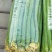 河北邯郸精品丝瓜长期供应量大价优一手货源