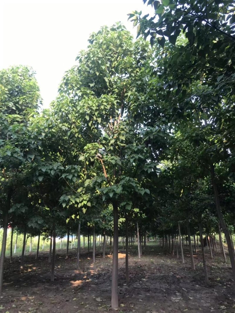 楸树、楸树苗、速生楸树、组培楸树、金丝楸、基地直营、谢谢