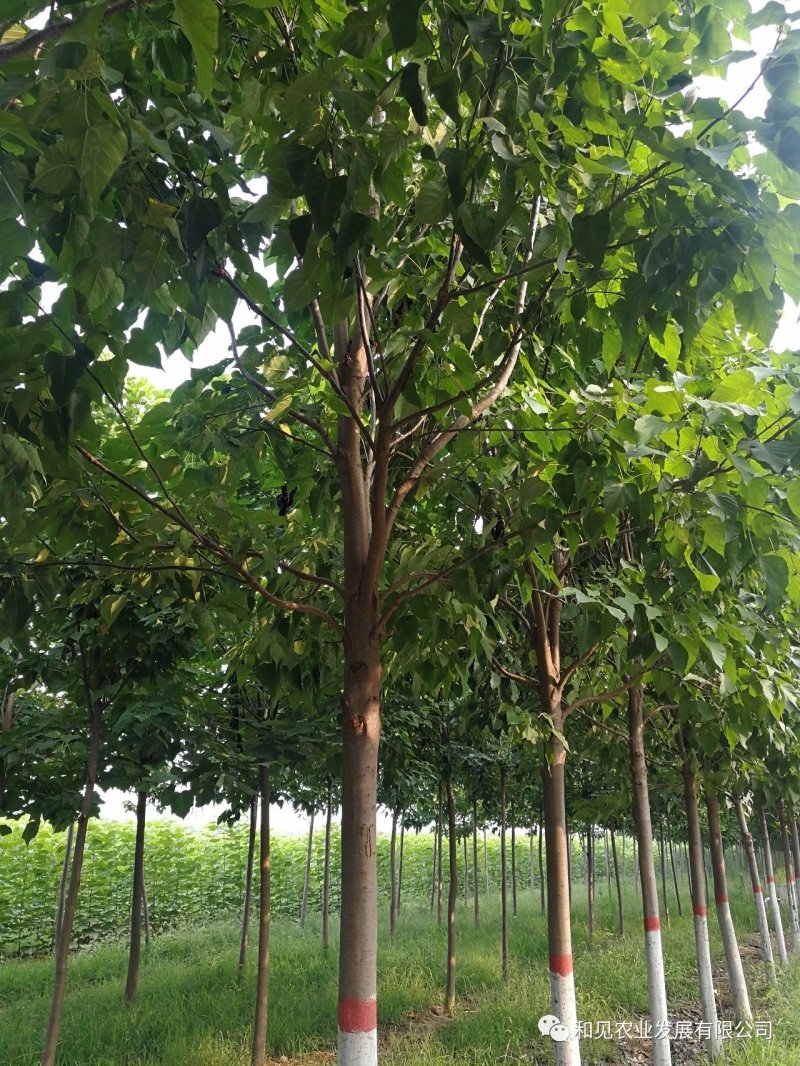 楸树、楸树苗、速生楸树、组培楸树、金丝楸、基地直营、谢谢