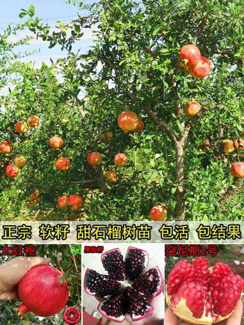软籽黑石榴苗，纯甜，明年结果苗，质量保证