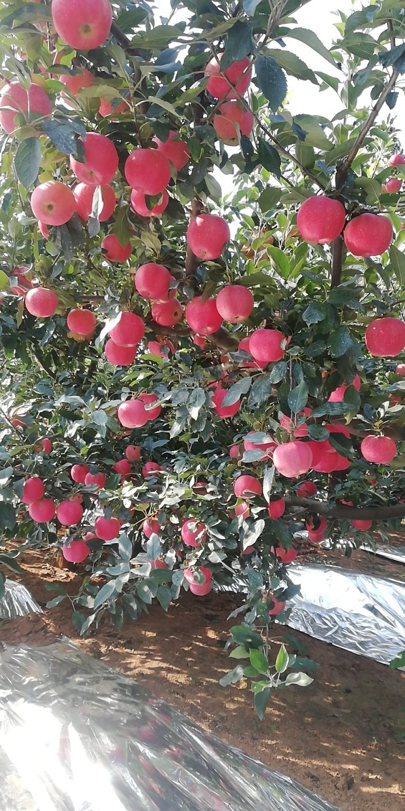 苹果散沙产地直销大量上市诚信代办质量保证