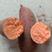 西瓜红，1000亩，2两以上商品薯1.4元，条形整齐，