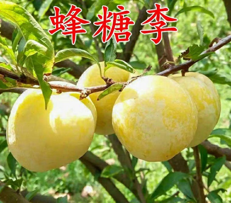 新品种，无核，无核，无核蜂糖李子苗个大超甜