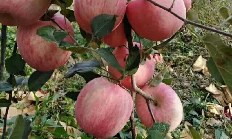 陕西苹果