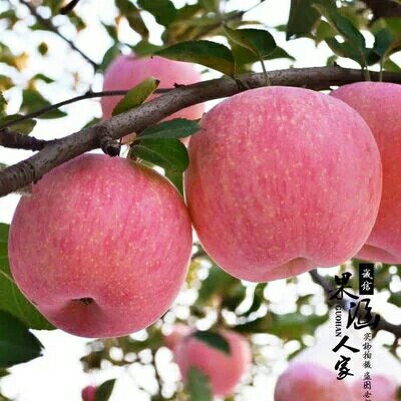陕西苹果