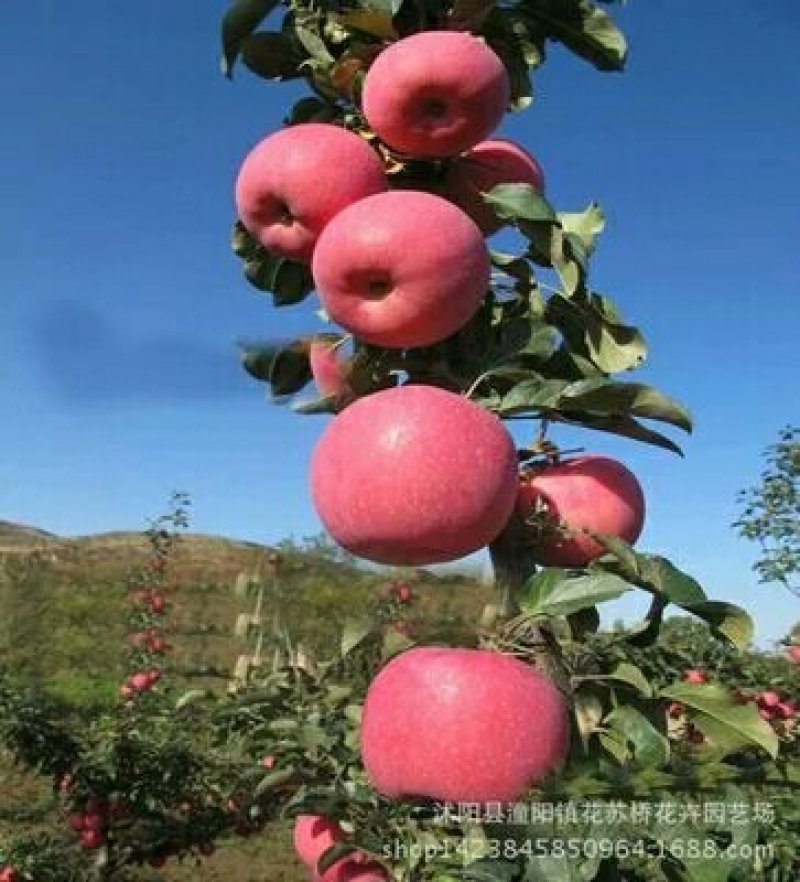陕西苹果