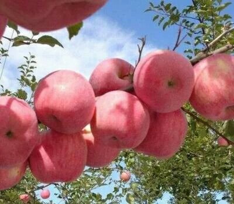 陕西苹果