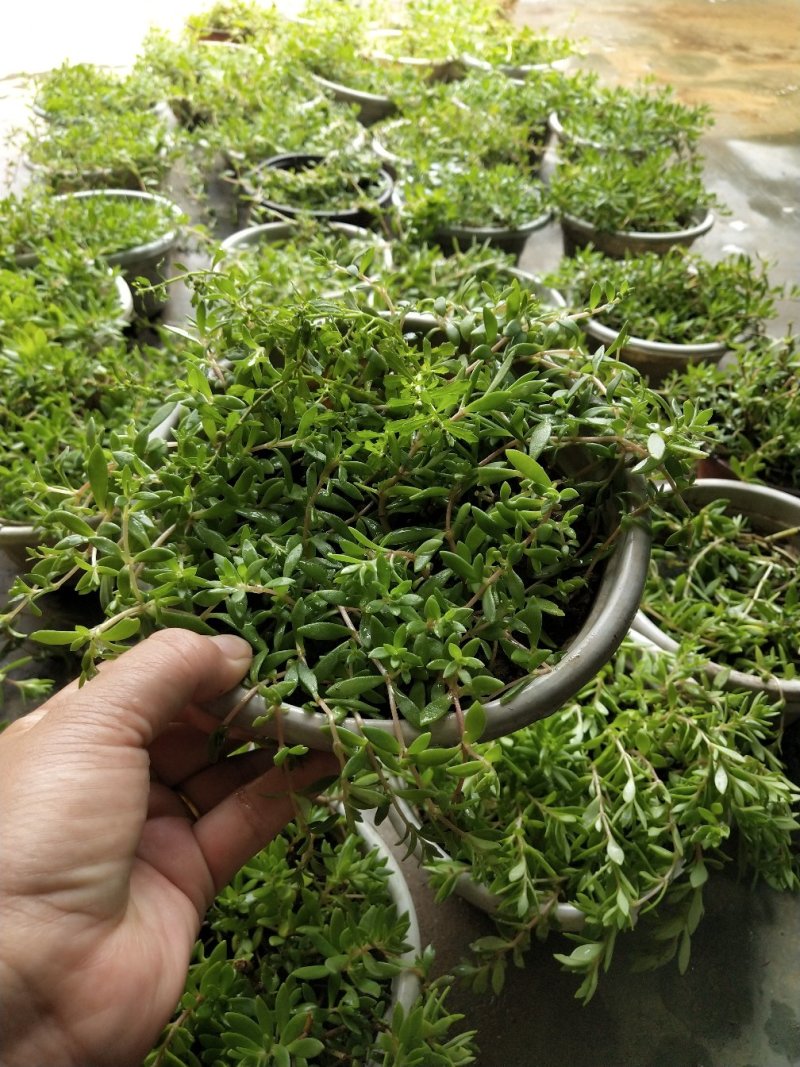 垂盆草有土有水就能长得很好，脱盆带土保鲜膜包好包邮