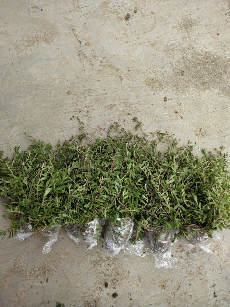 垂盆草有土有水就能长得很好，脱盆带土保鲜膜包好包邮