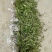 垂盆草有土有水就能长得很好，脱盆带土保鲜膜包好包邮