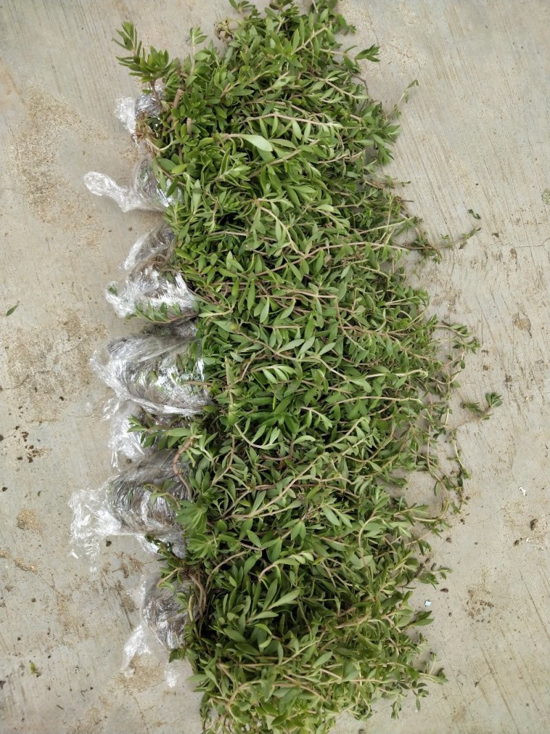 垂盆草有土有水就能长得很好，脱盆带土保鲜膜包好包邮