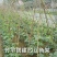 竹竿装饰潢粗楠小竹子防腐菜园搭架竹篱笆栅栏彩旗细竹杆