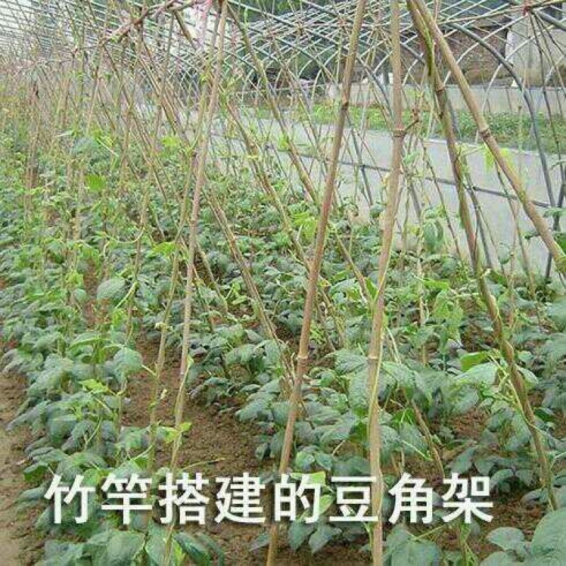 竹竿装饰潢粗楠小竹子防腐菜园搭架竹篱笆栅栏彩旗细竹杆
